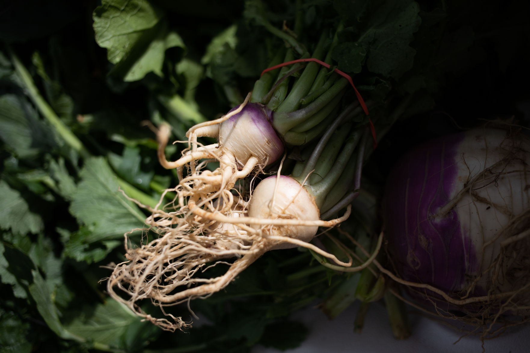 LNA_05232019_AmherstFarmersMarket_08